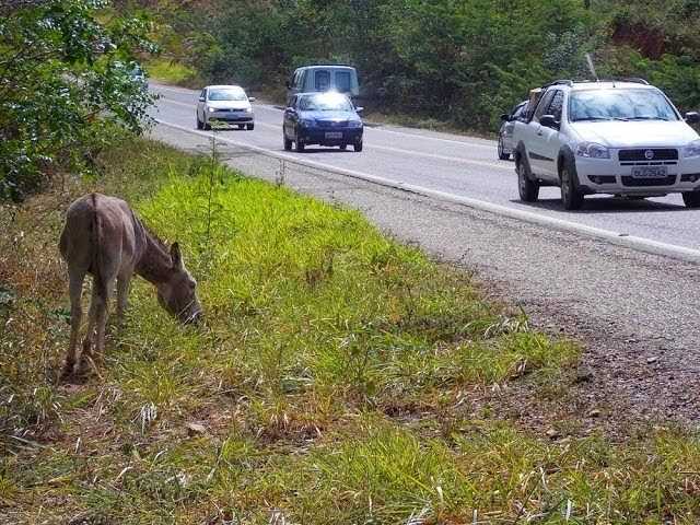 Camacã: Secretaria de Agricultura vai multar proprietários de animais soltos nas vias públicas